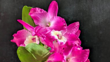 Koyu yeşil yapraklı canlı pembe ve beyaz Dendrobium orkidelerinin yakın görüntüsü.