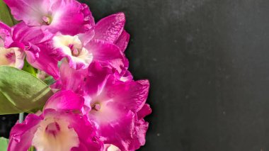 Koyu yeşil yapraklı canlı pembe ve beyaz Dendrobium orkidelerinin yakın görüntüsü.