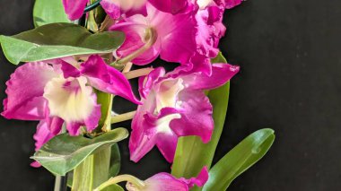 Koyu yeşil yapraklı canlı pembe ve beyaz Dendrobium orkidelerinin yakın görüntüsü.