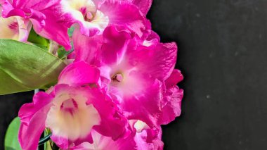 Koyu yeşil yapraklı canlı pembe ve beyaz Dendrobium orkidelerinin yakın görüntüsü.