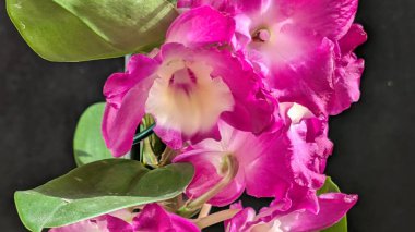 Koyu yeşil yapraklı canlı pembe ve beyaz Dendrobium orkidelerinin yakın görüntüsü.