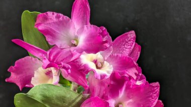 Koyu yeşil yapraklı canlı pembe ve beyaz Dendrobium orkidelerinin yakın görüntüsü.
