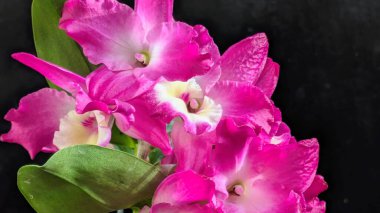 Koyu yeşil yapraklı canlı pembe ve beyaz Dendrobium orkidelerinin yakın görüntüsü.