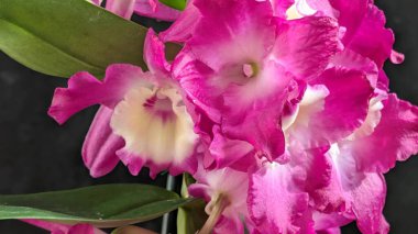 Koyu yeşil yapraklı canlı pembe ve beyaz Dendrobium orkidelerinin yakın görüntüsü.
