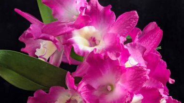 Canlı, pembe ve beyaz Dendrobium orkidelerinin koyu arkaplan üzerine kurulmuş yemyeşil yapraklı görüntüsünü kapat.