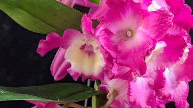 Canlı, pembe ve beyaz Dendrobium orkidelerinin koyu arkaplan üzerine kurulmuş yemyeşil yapraklı görüntüsünü kapat.