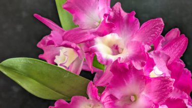 Canlı, pembe ve beyaz Dendrobium orkidelerinin koyu arkaplan üzerine kurulmuş yemyeşil yapraklı görüntüsünü kapat.