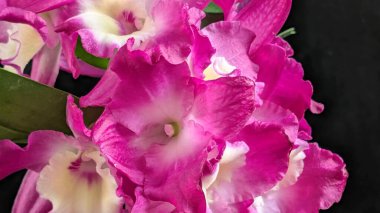 Canlı, pembe ve beyaz Dendrobium orkidelerinin koyu arkaplan üzerine kurulmuş yemyeşil yapraklı görüntüsünü kapat.