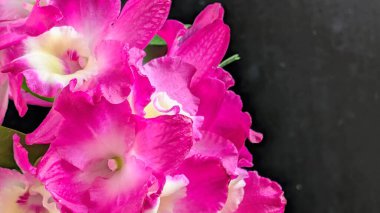 Canlı, pembe ve beyaz Dendrobium orkidelerinin koyu arkaplan üzerine kurulmuş yemyeşil yapraklı görüntüsünü kapat.