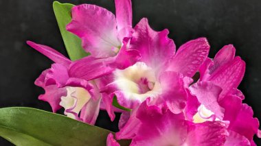 Canlı, pembe ve beyaz Dendrobium orkidelerinin koyu arkaplan üzerine kurulmuş yemyeşil yapraklı görüntüsünü kapat.