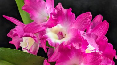 Canlı, pembe ve beyaz Dendrobium orkidelerinin koyu arkaplan üzerine kurulmuş yemyeşil yapraklı görüntüsünü kapat.