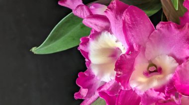 Canlı, pembe ve beyaz Dendrobium orkidelerinin koyu arkaplan üzerine kurulmuş yemyeşil yapraklı görüntüsünü kapat.