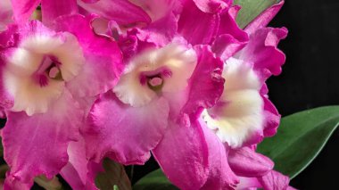 Canlı, pembe ve beyaz Dendrobium orkidelerinin koyu arkaplan üzerine kurulmuş yemyeşil yapraklı görüntüsünü kapat.