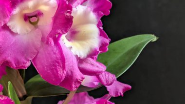 Canlı, pembe ve beyaz Dendrobium orkidelerinin koyu arkaplan üzerine kurulmuş yemyeşil yapraklı görüntüsünü kapat.