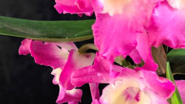 Canlı, pembe ve beyaz Dendrobium orkidelerinin koyu arkaplan üzerine kurulmuş yemyeşil yapraklı görüntüsünü kapat.