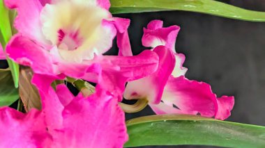 Canlı, pembe ve beyaz Dendrobium orkidelerinin koyu arkaplan üzerine kurulmuş yemyeşil yapraklı görüntüsünü kapat.