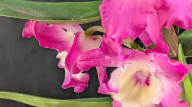 Canlı, pembe ve beyaz Dendrobium orkidelerinin koyu arkaplan üzerine kurulmuş yemyeşil yapraklı görüntüsünü kapat.