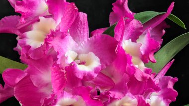 Canlı, pembe ve beyaz Dendrobium orkidelerinin koyu arkaplan üzerine kurulmuş yemyeşil yapraklı görüntüsünü kapat.