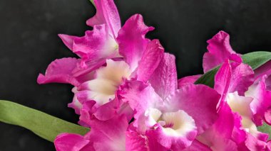 Canlı, pembe ve beyaz Dendrobium orkidelerinin koyu arkaplan üzerine kurulmuş yemyeşil yapraklı görüntüsünü kapat.