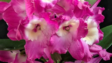 Canlı, pembe ve beyaz Dendrobium orkidelerinin koyu arkaplan üzerine kurulmuş yemyeşil yapraklı görüntüsünü kapat.