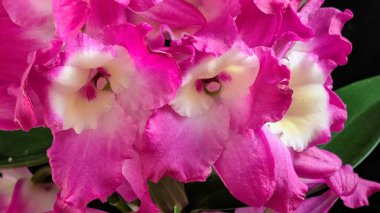 Canlı, pembe ve beyaz Dendrobium orkidelerinin koyu arkaplan üzerine kurulmuş yemyeşil yapraklı görüntüsünü kapat.