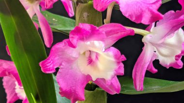 Canlı, pembe ve beyaz Dendrobium orkidelerinin koyu arkaplan üzerine kurulmuş yemyeşil yapraklı görüntüsünü kapat.