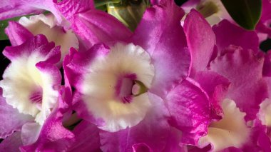 Canlı, pembe ve beyaz Dendrobium orkidelerinin koyu arkaplan üzerine kurulmuş yemyeşil yapraklı görüntüsünü kapat.