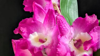 Canlı, pembe ve beyaz Dendrobium orkidelerinin koyu arkaplan üzerine kurulmuş yemyeşil yapraklı görüntüsünü kapat.