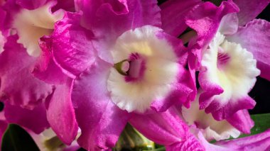 Canlı, pembe ve beyaz Dendrobium orkidelerinin koyu arkaplan üzerine kurulmuş yemyeşil yapraklı görüntüsünü kapat.