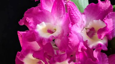 Canlı, pembe ve beyaz Dendrobium orkidelerinin koyu arkaplan üzerine kurulmuş yemyeşil yapraklı görüntüsünü kapat.