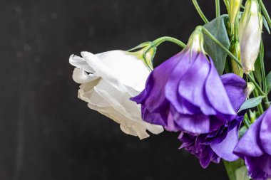 Saf, beyaz bir Lisianthus çiçeğinin yan planı koyu, desenli bir arka plana karşı koyan koyu mor bir kraliyet yoldaşıyla birlikte..