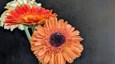 Turuncu, beyaz ve kırmızı-turuncu tonlarında üç Gerbera papatyasından oluşan yüksek kontrastlı bir düzenleme..