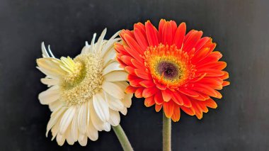 İki Gerbera papatyasını koyu bir arka planda yakın plan görüntüsü