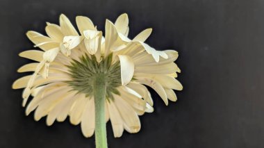 Karanlık arka planda izole edilmiş canlı beyaz bir Gerbera papatyasının yakın görüntüsü