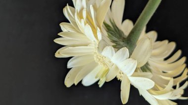 Karanlık arka planda izole edilmiş canlı beyaz bir Gerbera papatyasının yakın görüntüsü