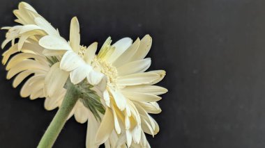 Karanlık arka planda izole edilmiş canlı beyaz bir Gerbera papatyasının yakın görüntüsü