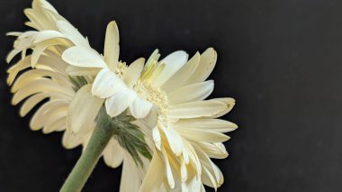 Karanlık arka planda izole edilmiş canlı beyaz bir Gerbera papatyasının yakın görüntüsü