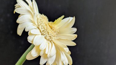 Karanlık arka planda izole edilmiş canlı beyaz bir Gerbera papatyasının yakın görüntüsü