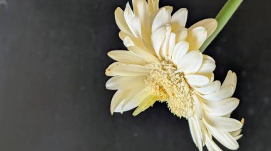 Karanlık arka planda izole edilmiş canlı beyaz bir Gerbera papatyasının yakın görüntüsü
