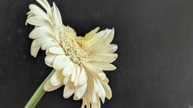 Karanlık arka planda izole edilmiş canlı beyaz bir Gerbera papatyasının yakın görüntüsü