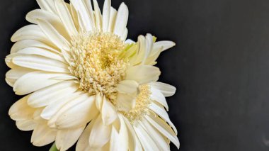 Karanlık arka planda izole edilmiş canlı beyaz bir Gerbera papatyasının yakın görüntüsü