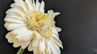 Karanlık arka planda izole edilmiş canlı beyaz bir Gerbera papatyasının yakın görüntüsü