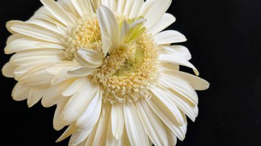 Karanlık arka planda izole edilmiş canlı beyaz bir Gerbera papatyasının yakın görüntüsü