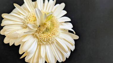 Karanlık arka planda izole edilmiş canlı beyaz bir Gerbera papatyasının yakın görüntüsü
