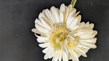 Karanlık arka planda izole edilmiş canlı beyaz bir Gerbera papatyasının yakın görüntüsü