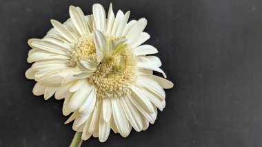 Karanlık arka planda izole edilmiş canlı beyaz bir Gerbera papatyasının yakın görüntüsü