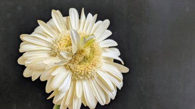 Karanlık arka planda izole edilmiş canlı beyaz bir Gerbera papatyasının yakın görüntüsü