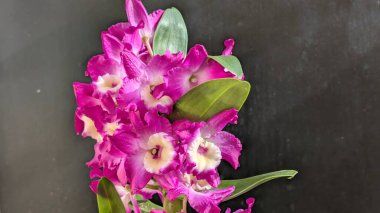 Canlı, pembe ve beyaz Dendrobium orkidelerinin koyu arkaplan üzerine kurulmuş yemyeşil yapraklı görüntüsünü kapat.
