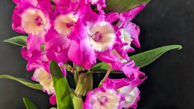 Canlı, pembe ve beyaz Dendrobium orkidelerinin koyu arkaplan üzerine kurulmuş yemyeşil yapraklı görüntüsünü kapat.