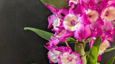 Canlı, pembe ve beyaz Dendrobium orkidelerinin koyu arkaplan üzerine kurulmuş yemyeşil yapraklı görüntüsünü kapat.